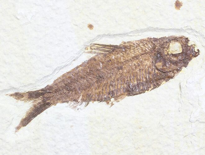 Knightia Fossil Fish - Wyoming #60438